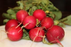 Early season radishes can go from seed to table in as little as 21 to 18 days!