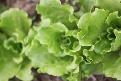 The first of the lettuce is through and almost ready for the first picking - this is Summer Crisp