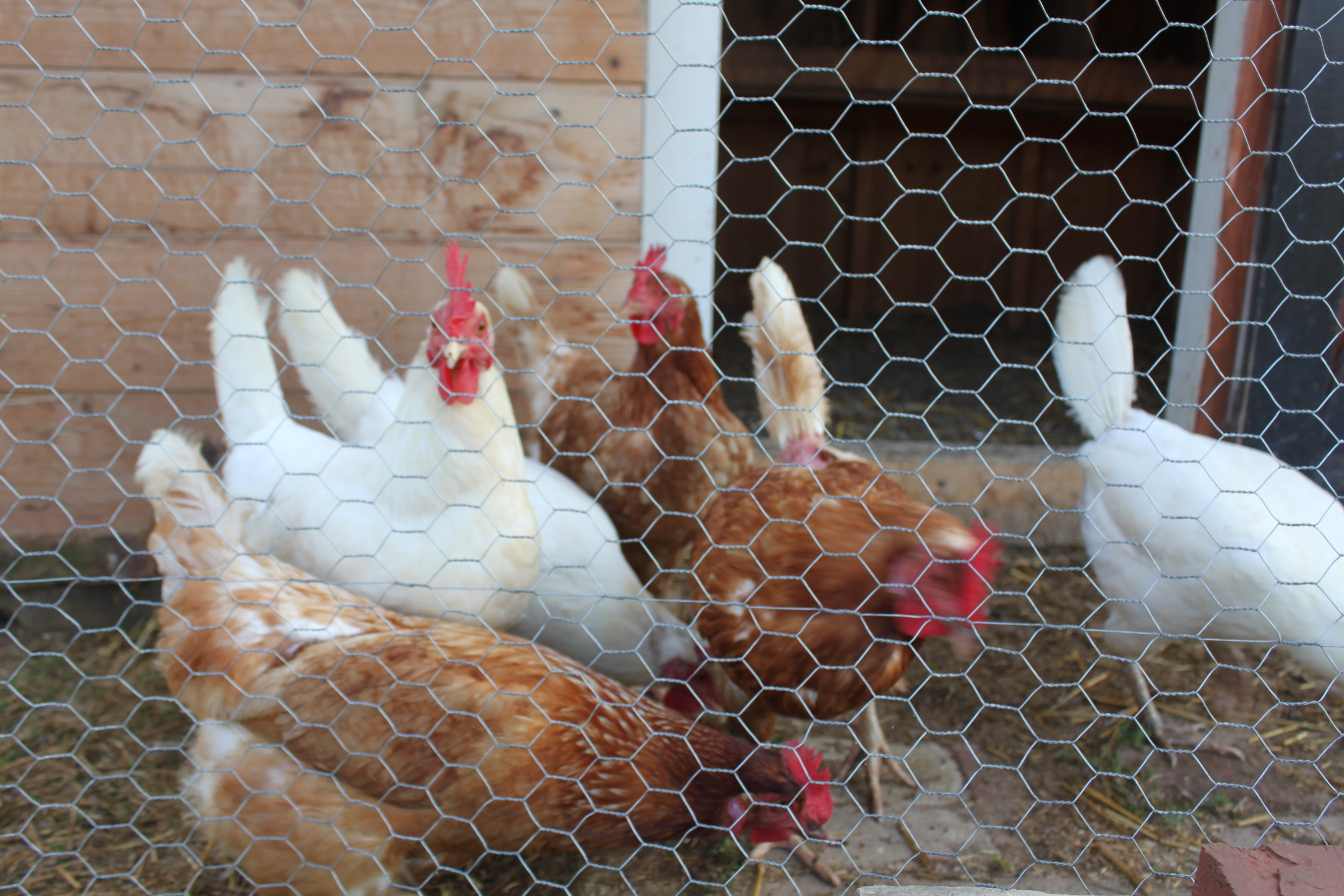 News From The Coop – The Hens are Happy! | Old World Garden Farms