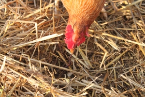 Chickens are a great way to keep bug and pest populations to a minimum.