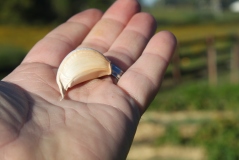 A single clove of garlic ready to be planted. Separate your bulbs into single cloves and plant with the pointed side up a few inches down in the soil
