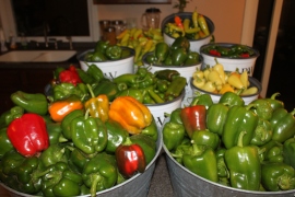 Last year was a banner year for peppers in our garden!