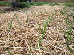 Garlic shooting up in early fall through the straw mulch