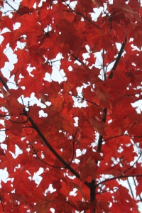 Maple leaves are some of the best to add to your garden.