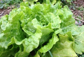 Concept - a Summer Crisp lettuce is a great choice to sow in late spring because it can tolerate more heat than most lettuce types