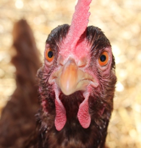 Chickens are among the easiest of the "farm" animals to raise.