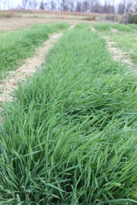  We use annual rye as a cover crop to add back nutrients and keep the soil protected through the winter
