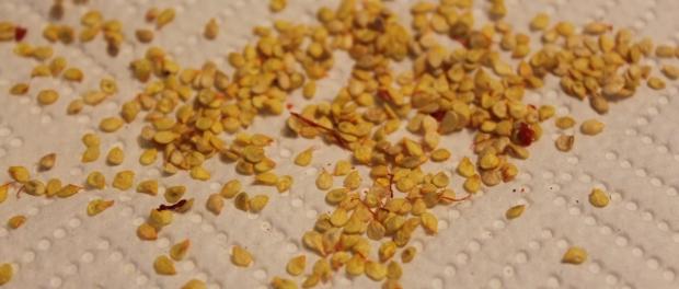 How To Save Seeds From The Vegetable Garden – The Basics! Sangria-seeds-400
