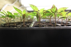 Our Sangria Seedlings At The Tender Age of 4 Weeks