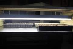 A couple of inexpensive double shop lights -and we can raise 4 whole flats of seedlings.