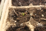 A young seedling emerges from the soil