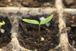 The seedling emerges with two full leaves - now is the time to thin