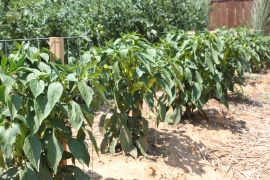 We made smaller stake a cages for our peppers as well - here, our banana peppers are neatly tied to the cage