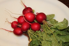The color and vibrance of fresh radishes pulled from the soil