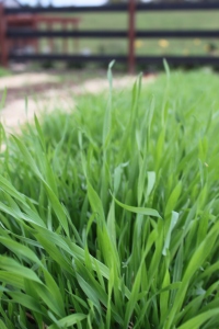 The bright green texture of  4 week old annual rye - a great green manure crop