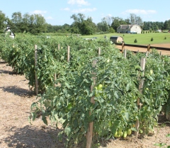 To have healthy tomato plants - you need healthy soil 