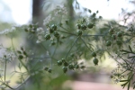 The coriander seeds late in the season on a cilantro plant