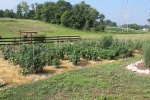 Pick a bright, sunny location for your tomatoes.