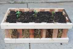 A simple crate planter made from pallets and using a straw bale for a growing medium