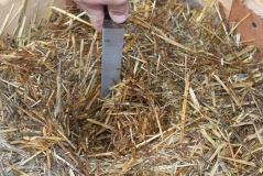 Next -use a sharp knife, reciprocating saw or shovel to dig out a 6 to 8" planting hole