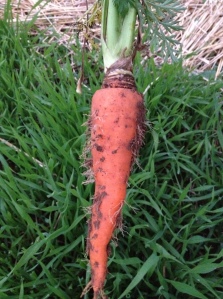 Crops sewn directly into the soil like carrots benefit from rich,.well drained soil and plenty of water