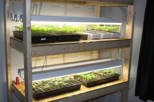 We start almost all of our seeds on our home built seed starting rack