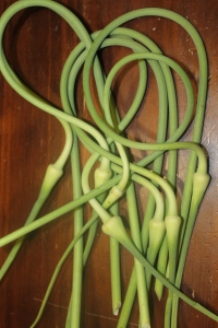 Garlic scapes snapped off from our plants a few weeks back in June