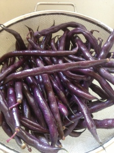 How To Save Seeds From The Vegetable Garden – The Basics! Fresh-picked-purple-green-beans