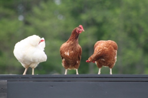 Our chickens have played a big part in our effort to becoming more self sufficient on our food needs