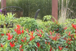 Ornamental Hot Peppers and Ornamental Grasses are two plants deer don't seem to enjoy. We use them in our landscape