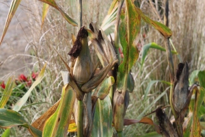 Popcorn ears drying on the stalks - and ready to be picked.