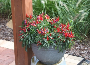 Potted plants on a patio or deck can add a big splash of color