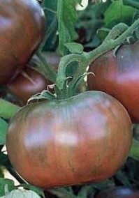 A Cherokee Purple Tomato on the vine.