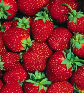 Growing Strawberries – How To Plant And Grow Your Own This Year! Fresh-strawberies