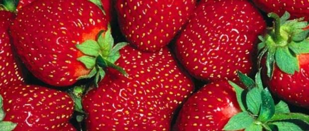 Growing Strawberries – How To Plant And Grow Your Own This Year! Fresh-strawberies