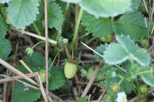The strawberries are forming - we should actually get a decent crop from them this year.