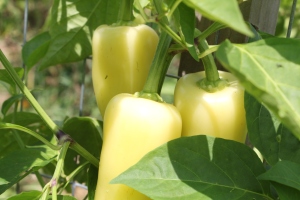 Mariachi peppers growing in the agrden