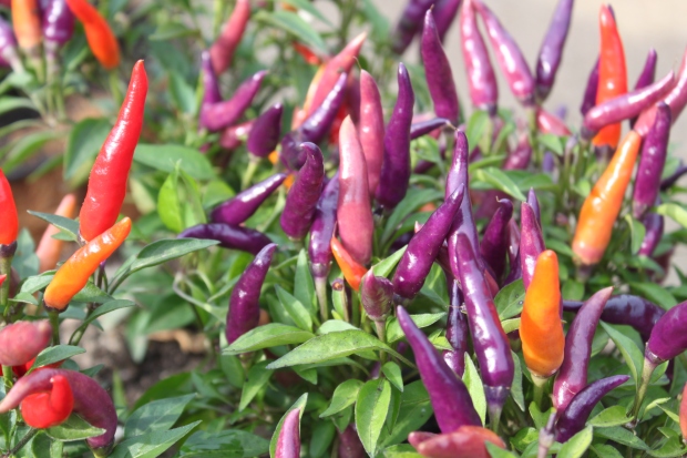 The beautiful colors of the sangria ornamental peppers