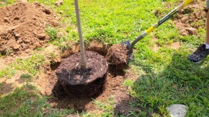 Fill in around the root ball with the soil-compost mix - make sure to keep the crown of the tree slightly above the soil level