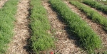 Cover crops keep the soil from eroding and weed seeds form finding a home