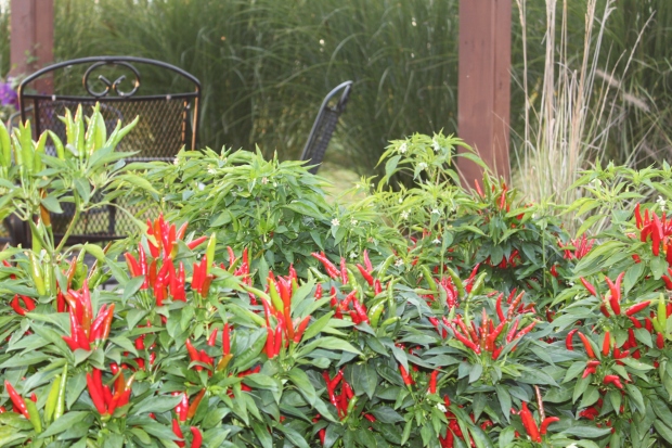 Our Poinsettia ornamental peppers by one of the pergolas