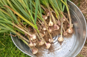 We had a big harvest of garlic this year - and kept out the biggest bulbs to use as seed this fall