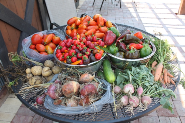 A single days harvest from the 2012 garden
